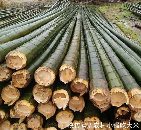 长相奇怪的竹子，乡下人做柴烧，殊不知价已过万