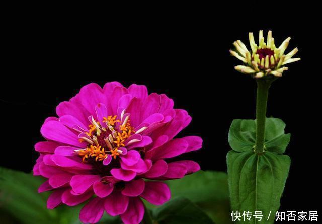 【漂亮】适合养在室内的5种花,给点阳光就灿烂,开花爆盆很简单,真漂亮