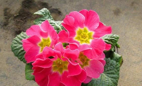  『抗寒性』天气冷，就养这“4样”植物，“抗寒性”超强，越冷越疯长！