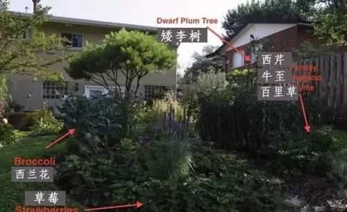  『蔬菜种植』养花种树，也栽菜！