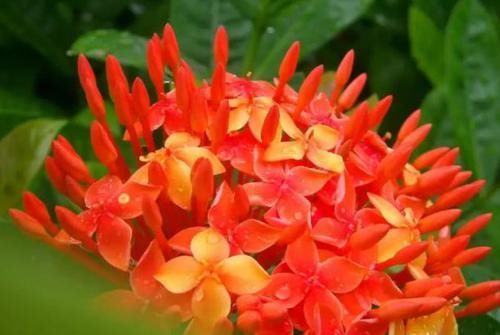  #养草#种花养草，就养盆遥远的鼓声，花开嫩润色奇特，清香入鼻真好闻