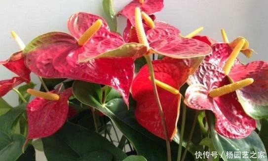  #室内#4种耐阴花，就喜欢见“弱光”，好养又好看，最适合在室内养