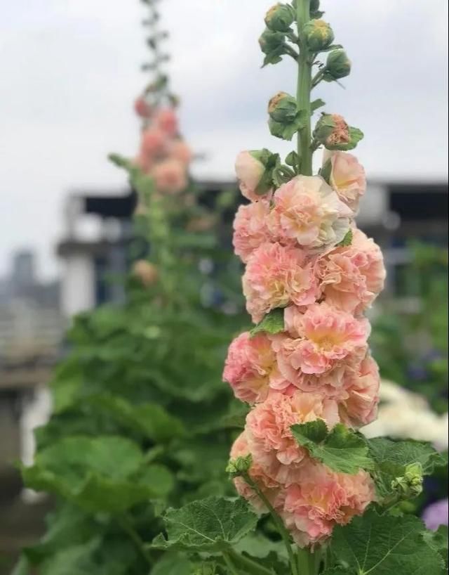 「绣球」没有院子的人,在房顶养花,日子美如画!