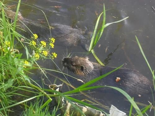  「羊肉串」曾在国内掀起养殖热潮，有人用它冒充羊肉串，如今无