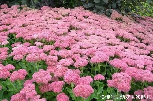 室内|这些特耐旱的盆栽植物,养室内干旱几周都不会挂