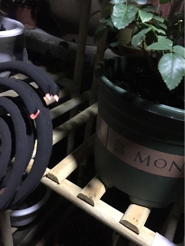  杀虫的效果@安全有效的杀虫妙招，这3点要记牢，虫子一去不返