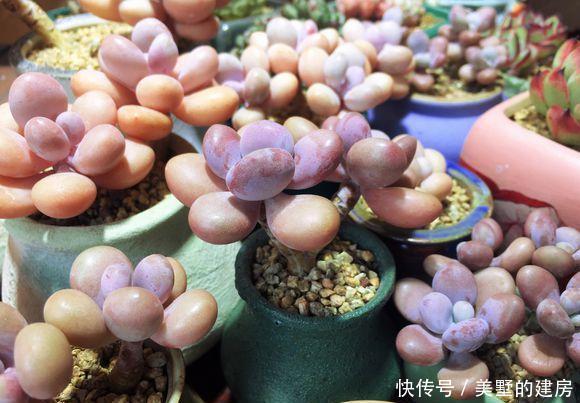  『黑腐』春雨贵如油，多肉能淋雨吗？淋雨“准黑腐”，千万不要大冒险