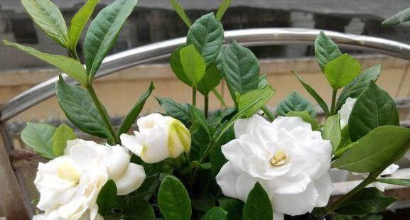  种花草：很好养的6种花草，扦插生根快，花儿开成团，漂亮易养活