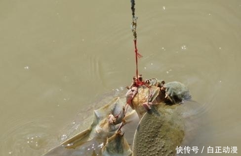  新造@鱼哭死了，义乌新造“自动吸鱼器”，一扔一收，天天喝不完