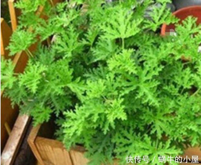  适合|夏天最适合养3种花，除烦解燥，关键蚊虫最怕它，安心睡觉不担心
