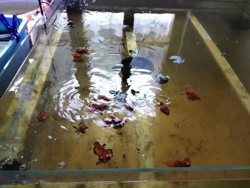  各有利弊|大水体养鱼和强过滤养鱼，哪一种方式比较好？应该是各有利弊