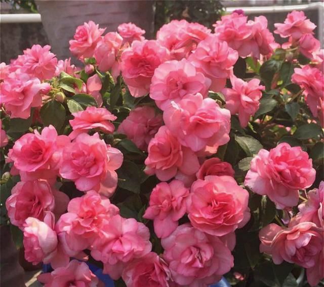 【凤仙花】养盆凤仙花，常年开花，花瓣能染指甲，小时候过家家经常玩