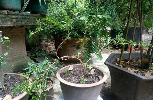  [植物]非常烂贱的植物，非常适合做小型盆景，养护简单易造型