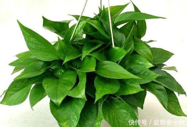  适合|适合懒人朋友养的五种植物，就算不上心，它们自己也能长得很好