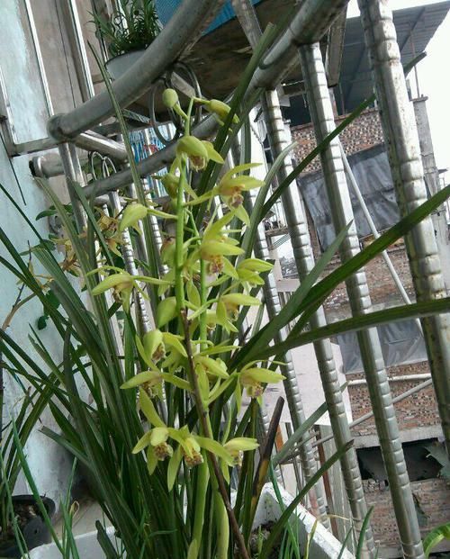  『芦头』蕙兰一苗能长几个花芽是假的？蕙兰有3个花芽需要全留还是去掉2个