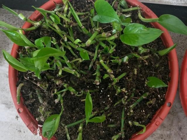  [明亮的位置]嫌花长得丑，趁现在砍头，2个月脱胎换骨！