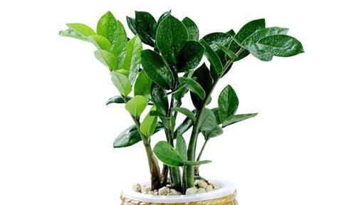  「绿色植物」家居中在客厅常见的绿色植物，教你养护技巧，让金钱树叶肥常绿！