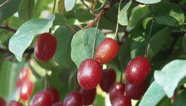  「用任」一种藤本农民以为没有用任其腐烂在山林，然不知有人靠