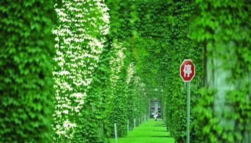  爬山虎：为何高架桥下要种爬山虎？不仅仅是为了美观