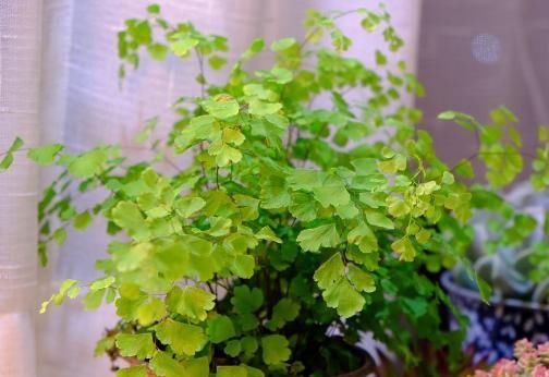  『喜阴喜湿』卫生间异味重？养上这“4种植物”，卫生间摆2-3盆，空气更清新