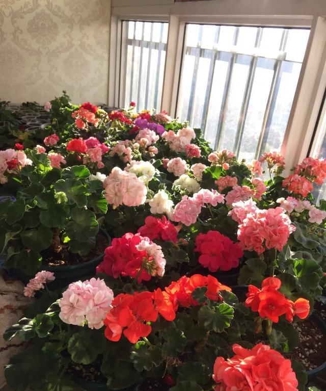 #图片作者#有一颗爱花的心,就算只有个封闭小阳台,也能养出一片花海!