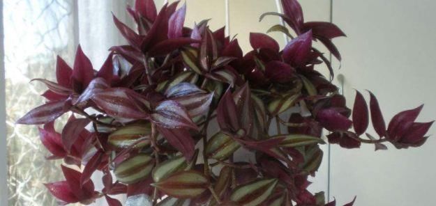  『暮光之城』喜欢菊花，不如养盆“菊中珍品”鹦鹉绿，似凤凰起舞，风姿优雅