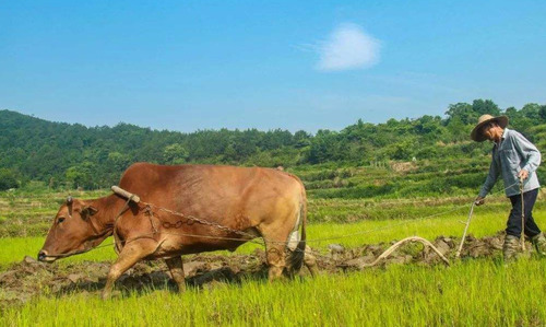 以下4种补贴大部分农民可以领，别忘记领了，记住时间早做准备