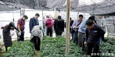  「采挖」曾千元一斤被捧上位，引来采挖热潮，如今却沦为笑柄，