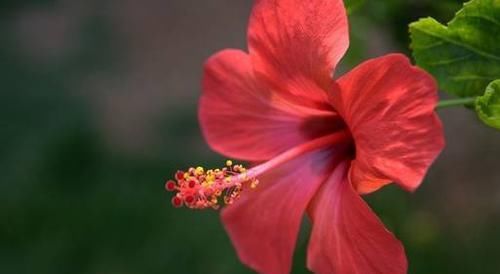  『代表着』花友选出了自己认为最美的50种花