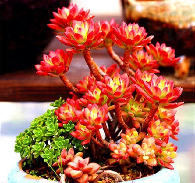 『鲜红』最红火的多肉蒂亚,养护过程虐一虐,做好这3点,鲜红老桩长爆盆