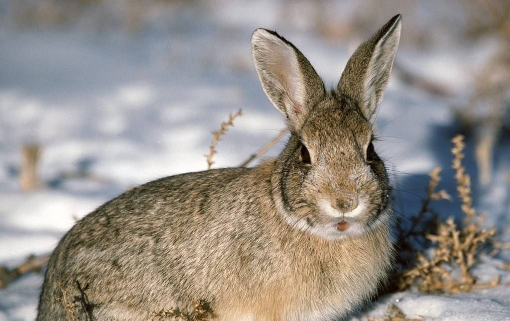  野鸡@在农村，晚上如何捉到野鸡和野兔？