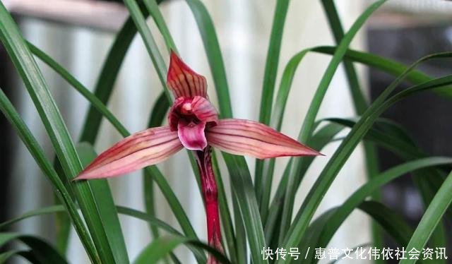  【生长期】兰花生长期停滞，或者生长缓慢，如何处理