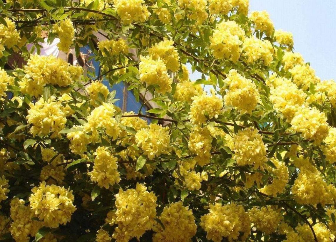 『小花』想种爬藤花?这种黄色小花太漂亮了!明晃晃得像一片花园