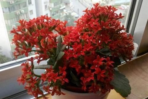 「植物」只需“2个”小动作,长寿花花苞再多一倍,枝芽呼呼“冒不停”