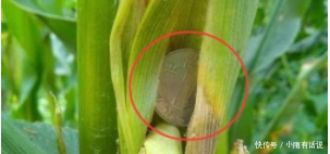  [玉米]农村大爷清晨到玉米地，发现玉米上长百元大钞，走近看却