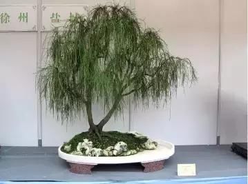 盆景展 ,美美美 !