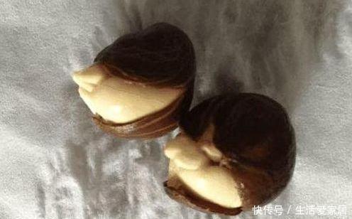 扦插|发财树能播种?只需“1果1枝”,自己就能活一盆,长的阳台放不下