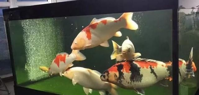  「水质」室内养锦鲤？最起码要有这四个坚持！