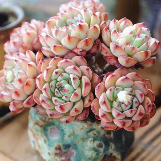  【植物】三分靠养护，七分靠浇水，学会这些植物浇水小技巧，长得粗又壮