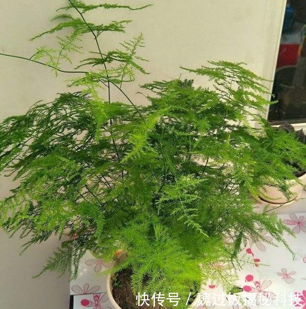  轻松：客厅养3种“绿植”，四季常绿，吸收灰尘又灭菌，轻松长爆盆
