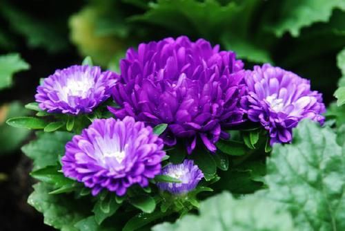  『美艳』喜欢菊花，不如养盆“世界名菊”紫菊，花开似绒球，太美艳了！