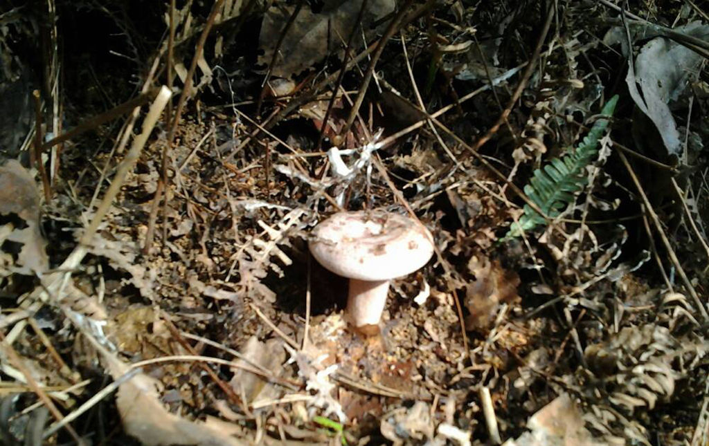  [种植]一种野生蘑菇，味道鲜美，营养价值高，无法人工种植，你