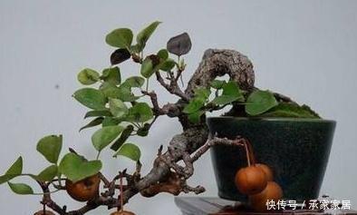 『梨树盆景』果林“白捡”1根梨树桩,养上3年大变样,开花美、坐果多,真是值
