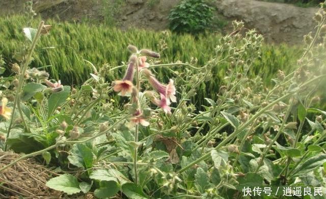  杂草■农村有那么多的野生中药，为什么却没有人去采摘？