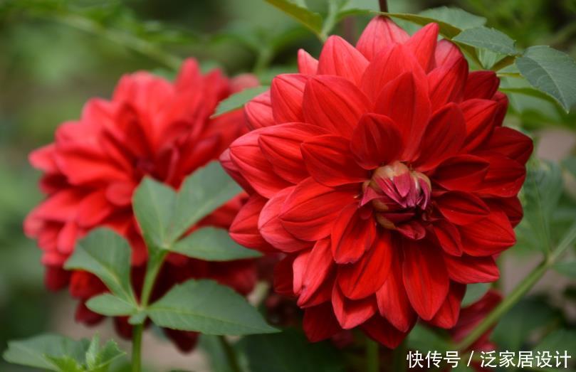 『庭院』“3种花”,开花大方美丽,有庭院的一定要养,美极了