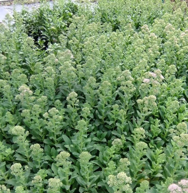  【慎养】这花要慎养，每年砍掉3麻袋，照样蹭蹭长！