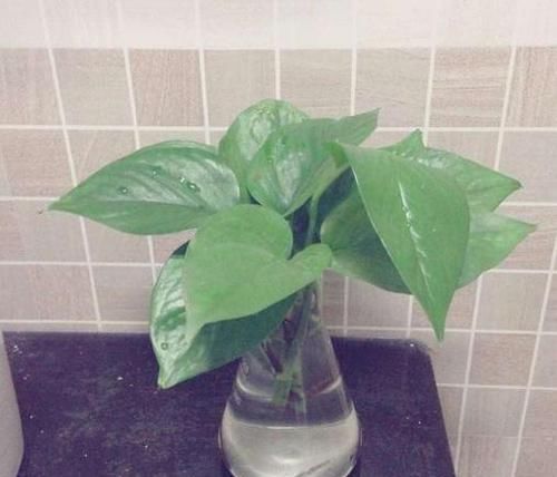 越多越好■这4种花,卫生间放几盆,净化空气又除菌,养得越多越好!