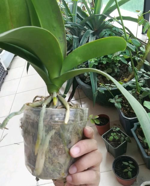 『蝶兰根系』根系挤破盆的蝴蝶兰需要换盆吗?蝴蝶兰就喜欢挤,越挤根旺花越多