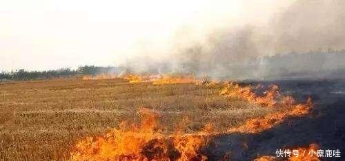 当初鼓励秸秆还田, 如今弊端显现, 农民质问专家 损失谁来负责