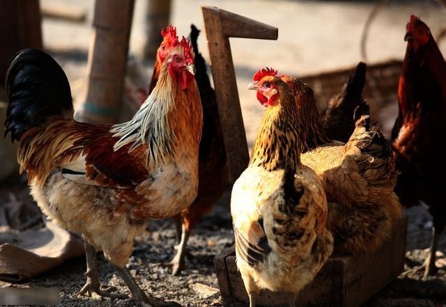  [养殖户]都说土鸡养殖能挣钱，新手养1000只土鸡真的挣钱了吗？